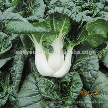 CC01 Элисон ранней зрелости короткое китайский семена капусты, качественные семена овощей экспорт